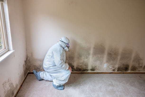 Best Emergency Mold Removal  in Rushville, NE